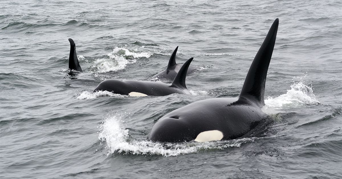 Early Base Whales Have an Affinity for Meme Tokens, Nansen