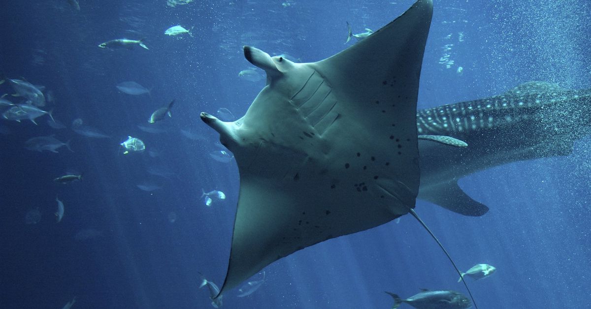 Manta Network Plans Shift to Polygon zkEVM From OP Labs' OP Stack