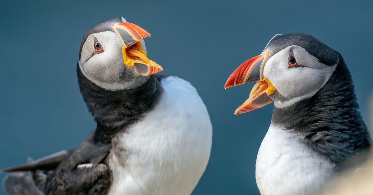 Floki Inu in $10M TokenFi (TOKEN) Dispute With Bitget