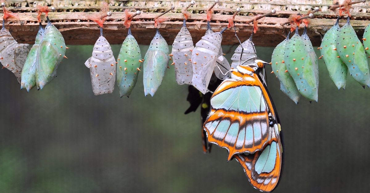 BTC butterfly strategy's payoff diagram (Greeks.Live)