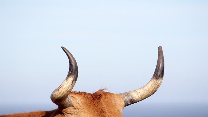 Bitcoin bulls fight back to get back above $103,000 (Shutterstock)