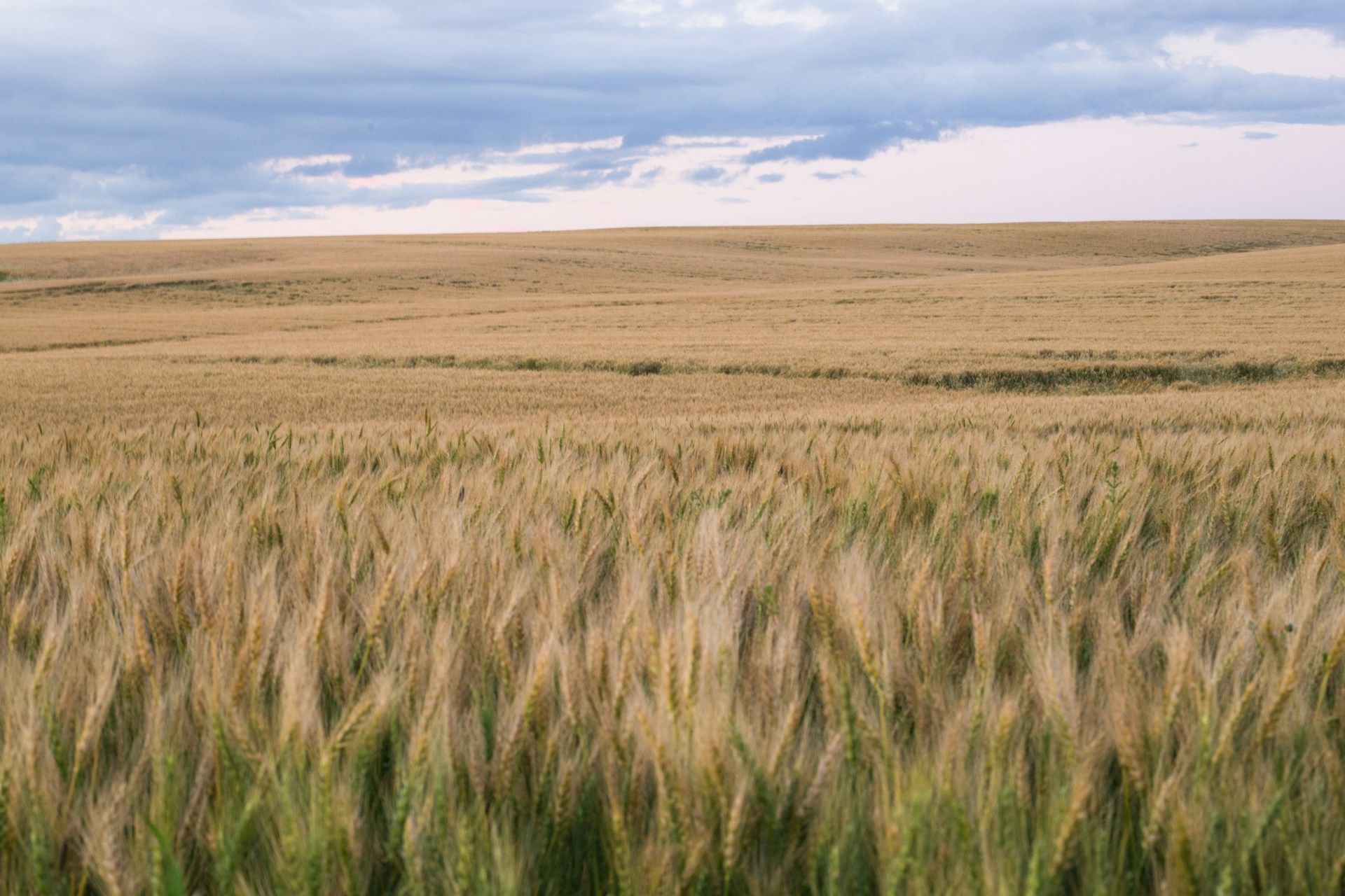 A farmer's field in Alberta, Canada (Priscilla Du Preez/Unsplash)