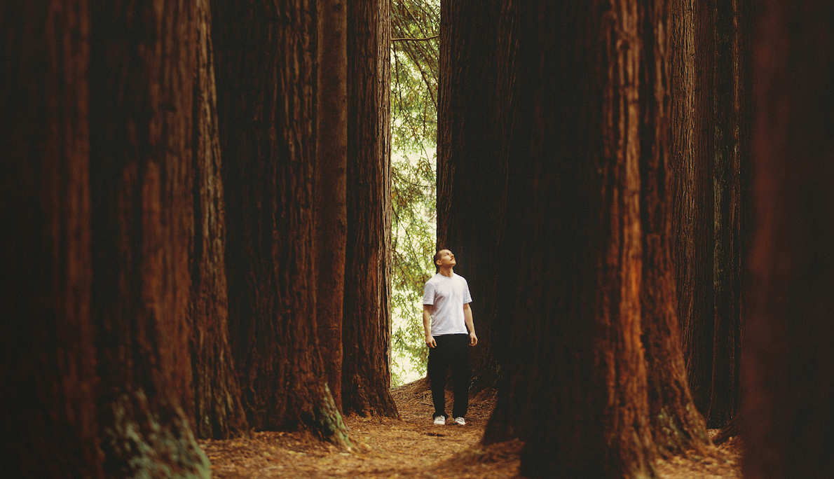 Man in large treescape