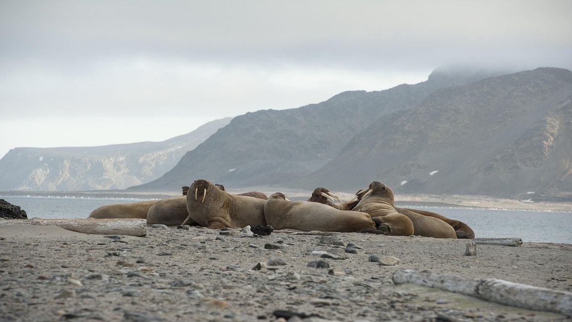 16:9 Walrus (Joffi2017/Pixabay)