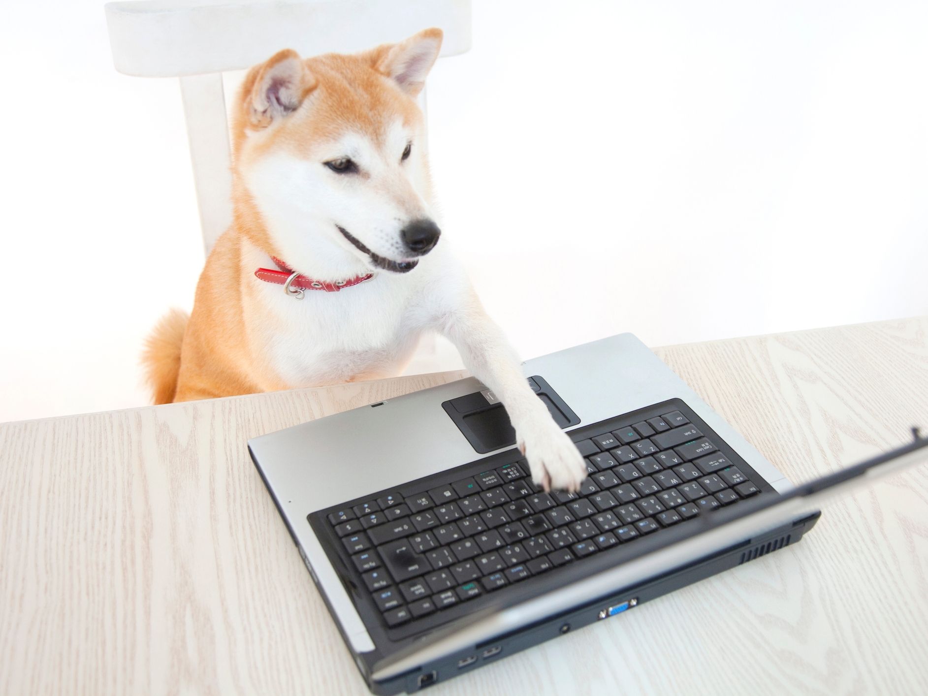 Elon Musk, Dogecoin Proponent and U.S. Agency Figurehead, Says 'No DOGE in D.O.G.E.'