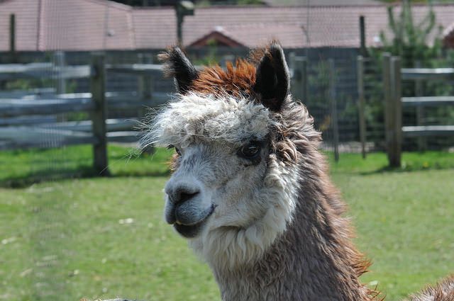 Alpaca Finance, Once a DeFi Giant on BNB Chain, Will Shut Down