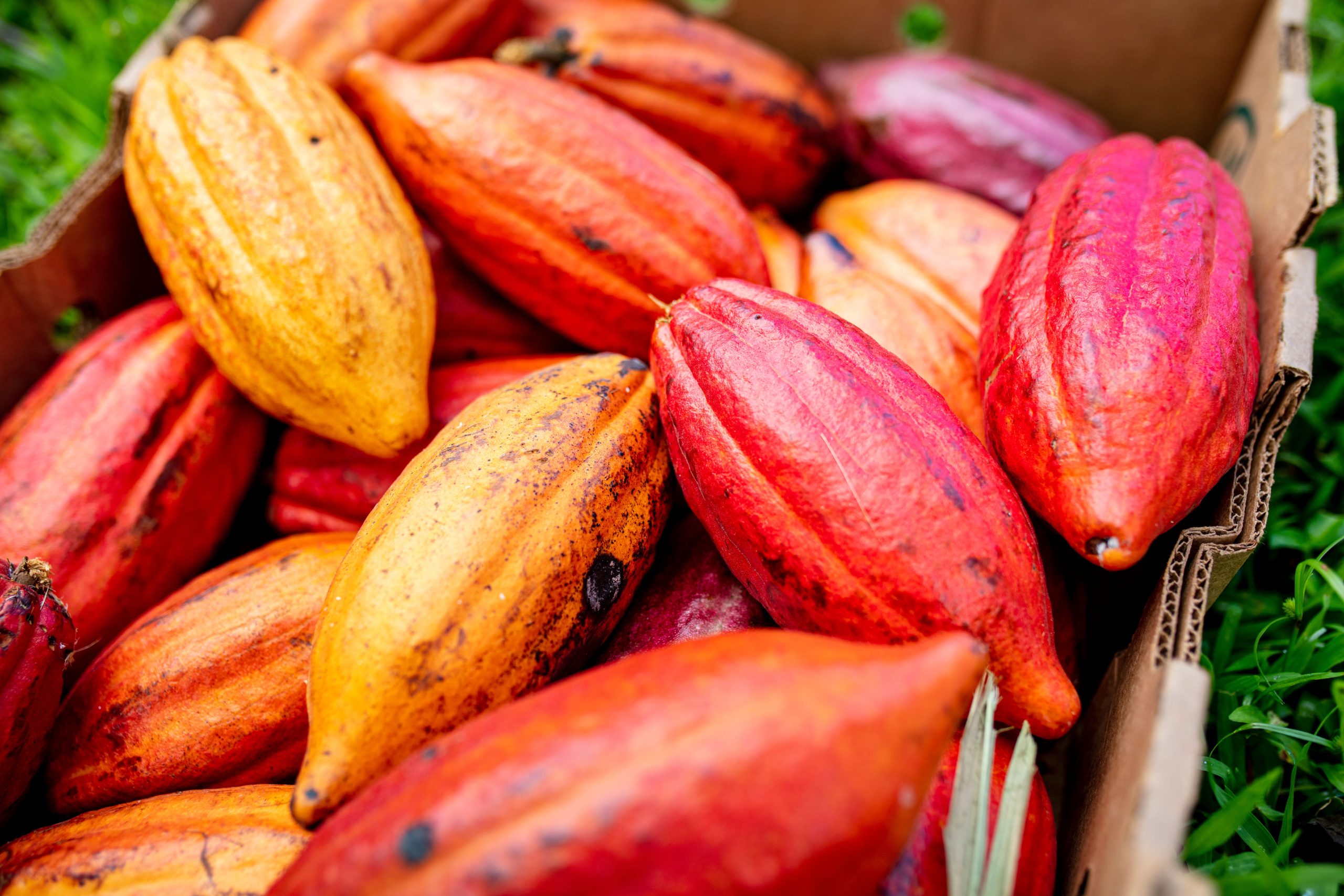 Agri-Tech Firm Dimitra Partners With MANTRA to Bring Cacao, Carbon Credits onto the Blockchain