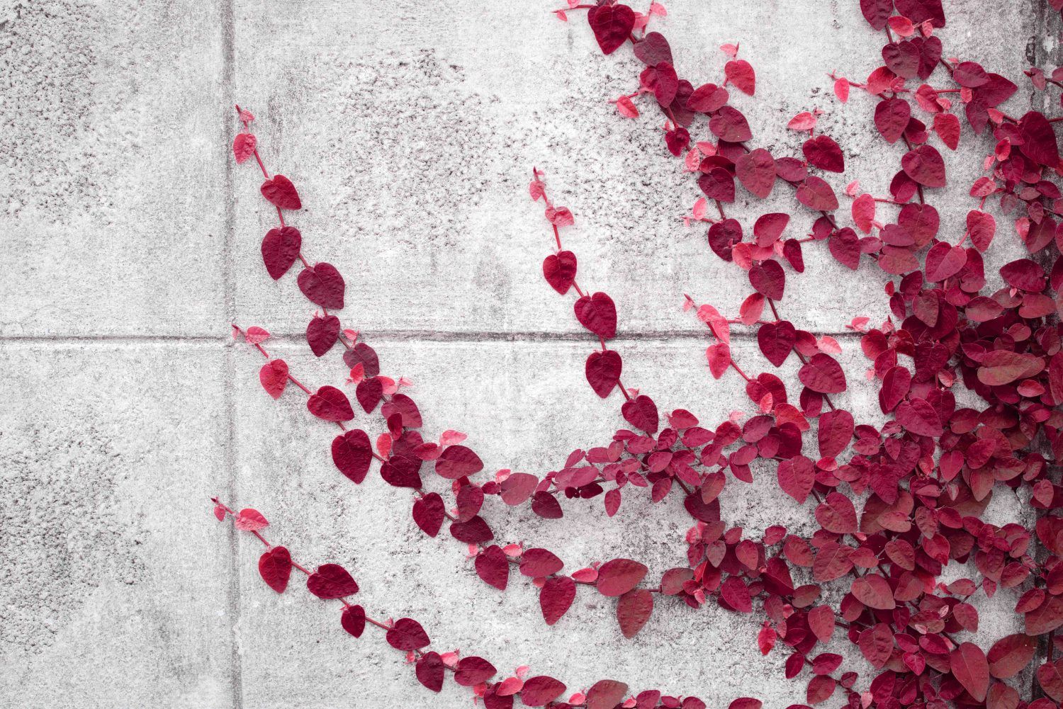 Instant Payments Fintech Ivy Integrates Circle’s USDC, EURC Stablecoins