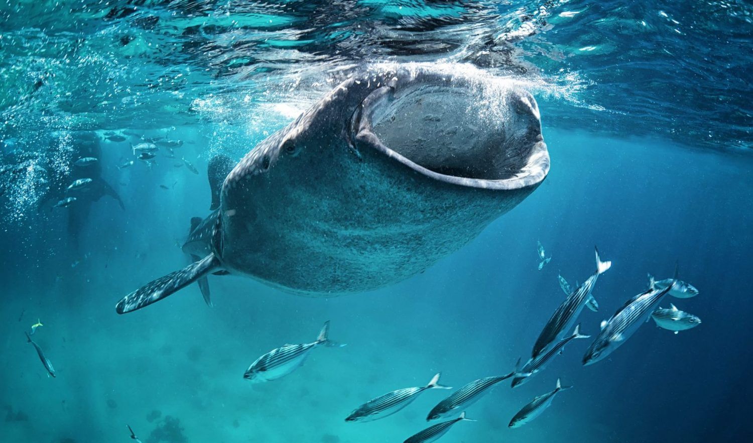 Large Liquidations Mask Whale's Buy-the-BTC-Dip Strategy: Crypto Daybook Americas