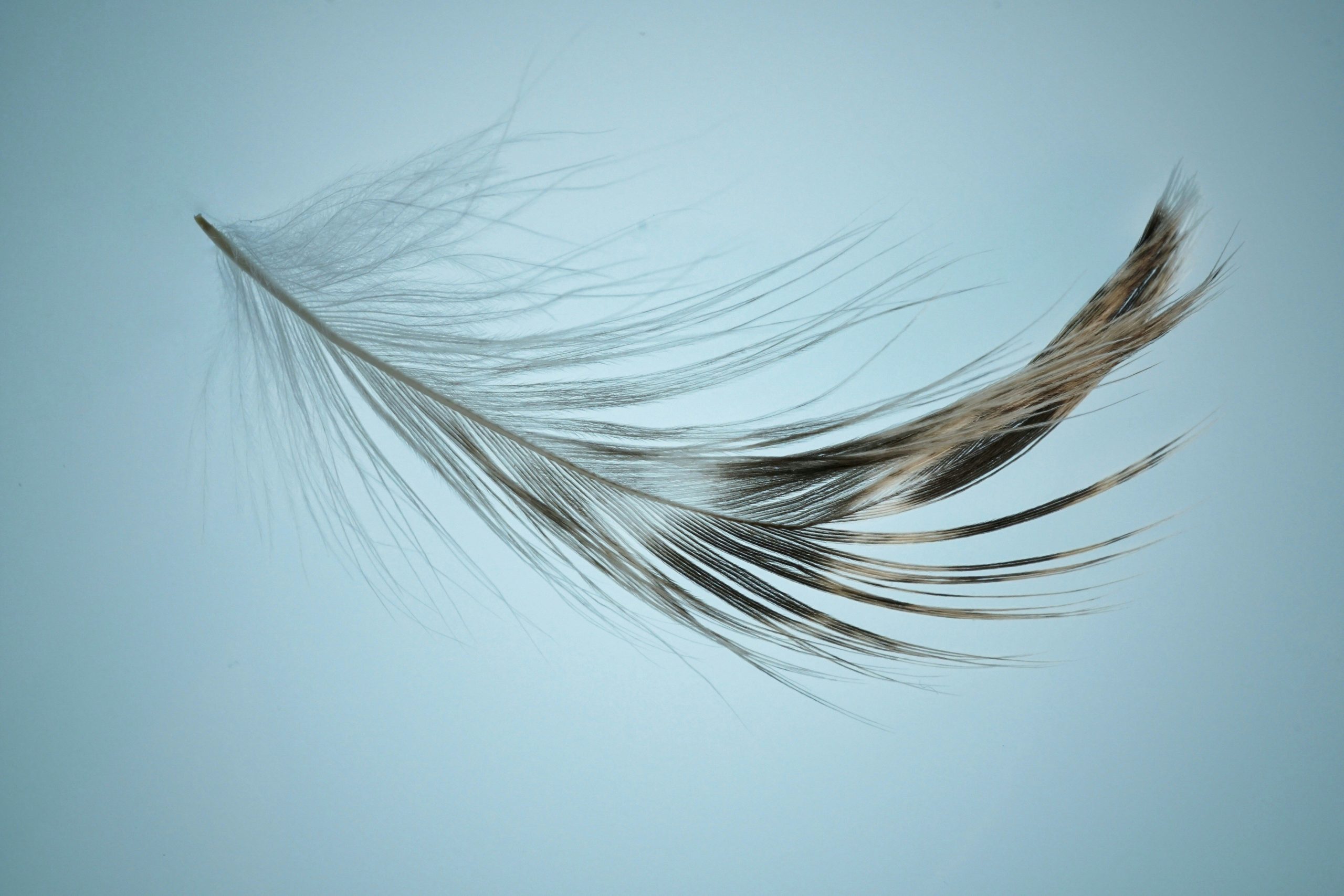 Plume Network Registered by SEC as Transfer Agent for Tokenized Securities